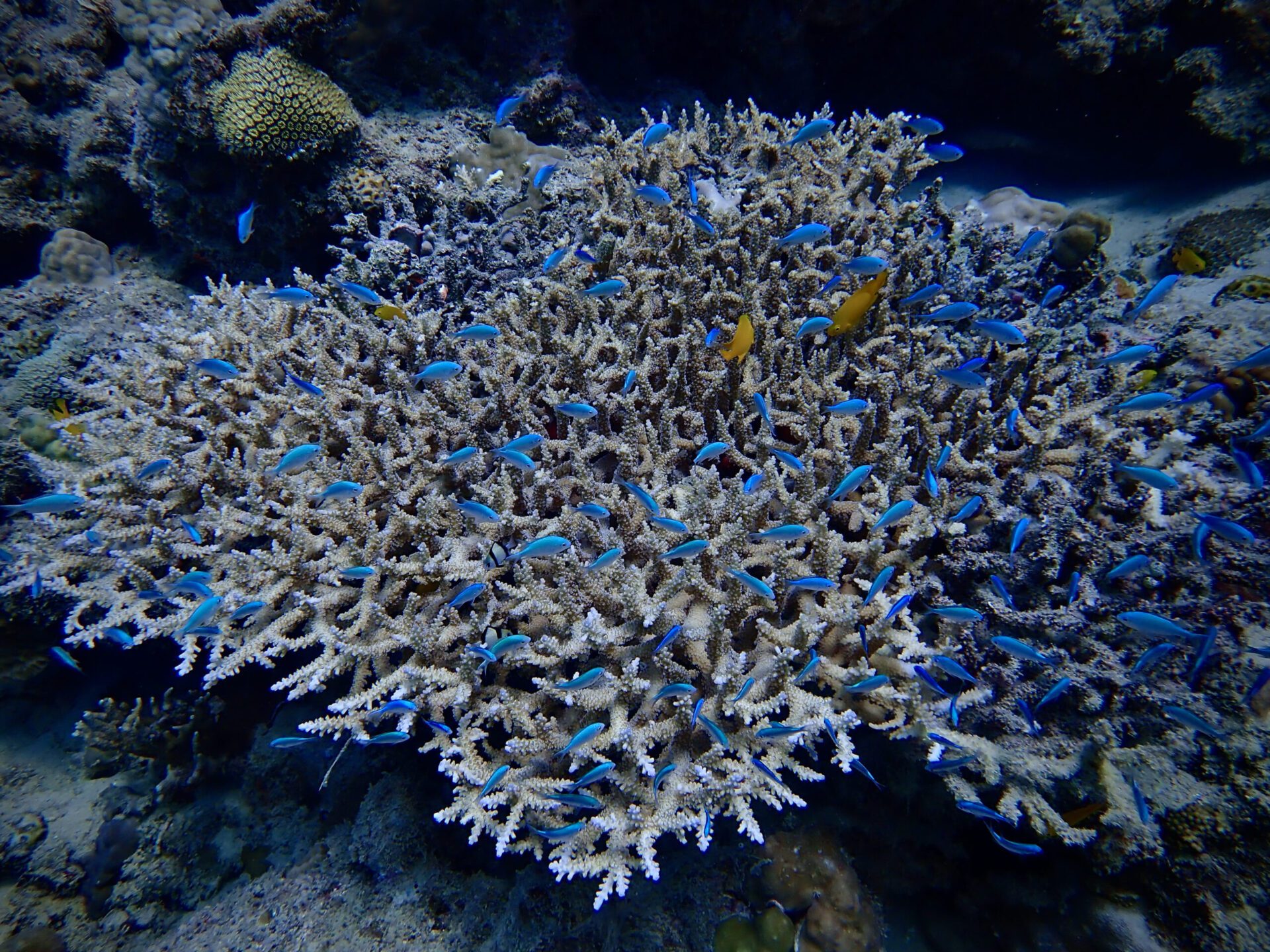 Photograph showcasing the rich biodiversity and vibrant colors of an Okinawan coral reef.